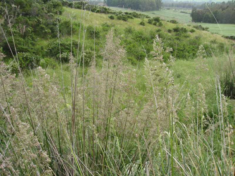 Cortaderia selloana